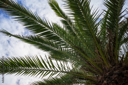 The palm tree branches  close-up.
