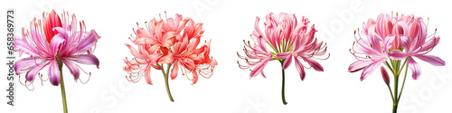 Nerine  Flower Hyperrealistic Highly Detailed Isolated On Transparent Background PNG File
