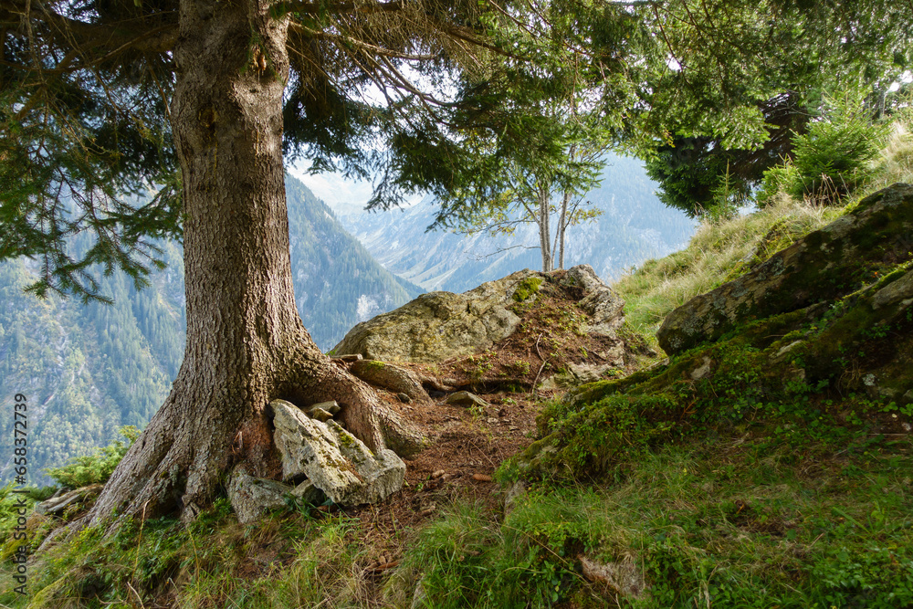 ein alter Baum in den Bergen des Zillertal ein alter Baum in den Bergen des Zillertal