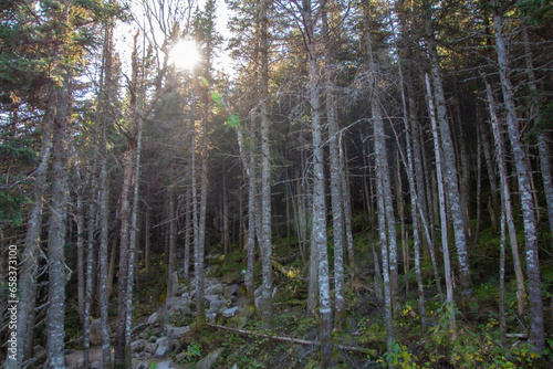 Autumn undergrowth in wild forest in Quebec  Canada