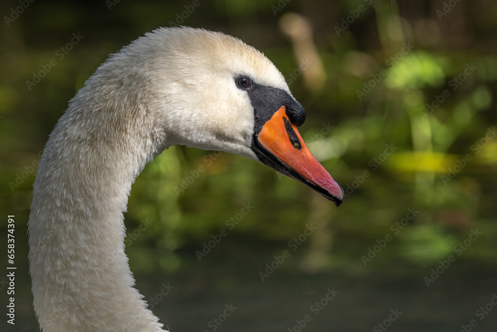 Fototapeta premium Mute Swan (Cygnus olor) Mute Swan (Cygnus olor) portrait in the sunlight.
