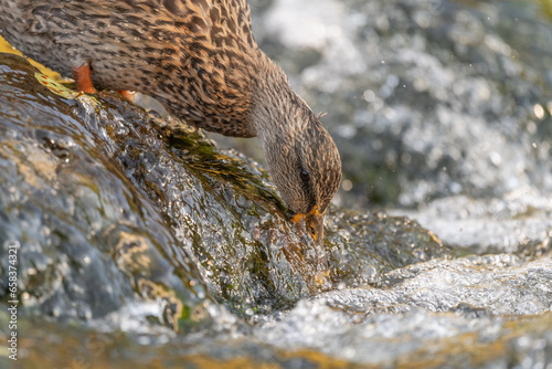 Female mallard (Anas platyrhynchos) duck looking for food in a river.