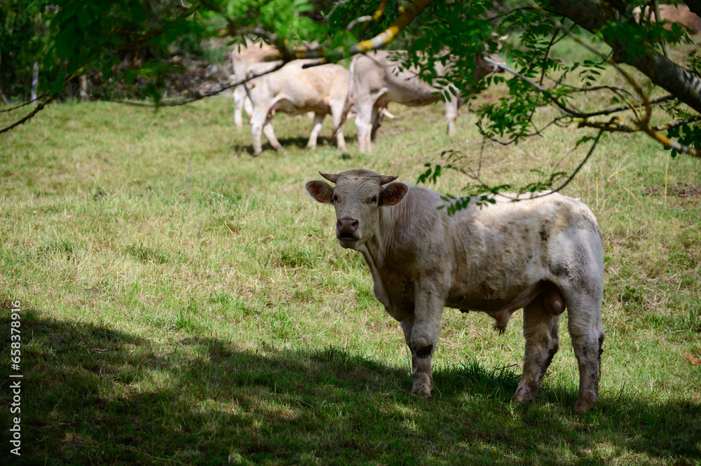 Fototapeta premium Brown Cantabrian cows grazing on pasture, Liebana Valley, Cantabria, Spain