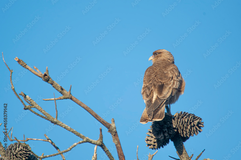 Chimango caracara perched on a pine tree Chimango caracara perched on a pine tree