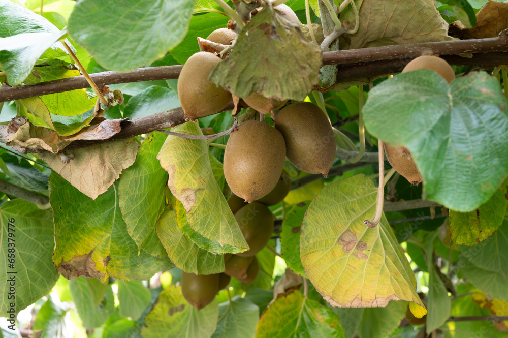 Obraz premium New harvest of golden or green kiwi, hairy fruits hanging on kiwi tree in orchard in Italy