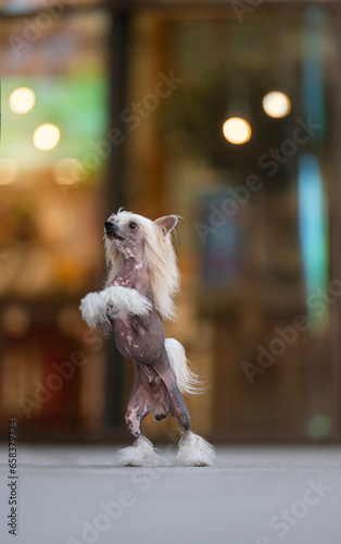 Chinese crested dog in action photo