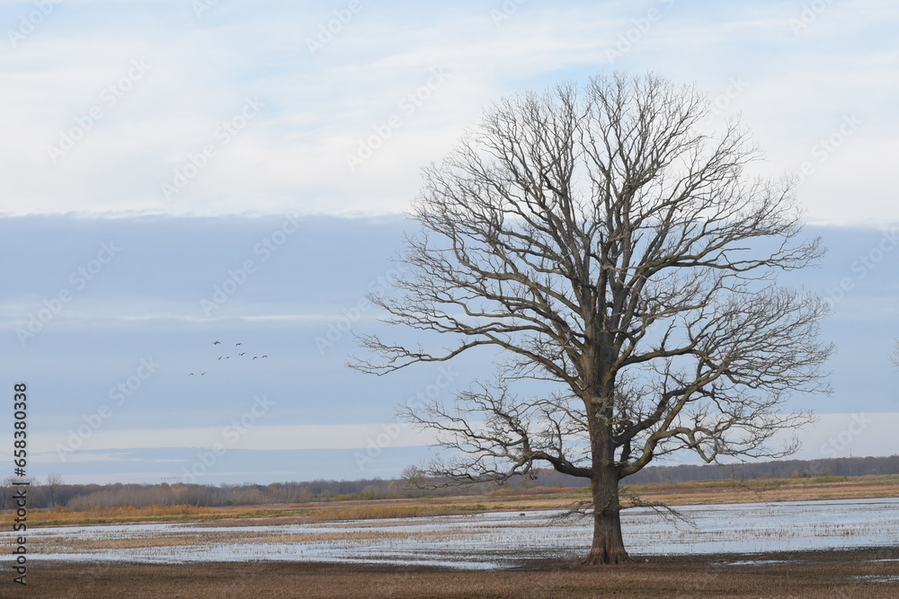  geese fly over the autumn tree 