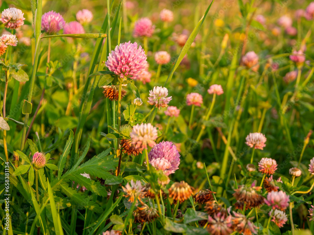Field of blooming clover close-up Field of blooming clover close-up