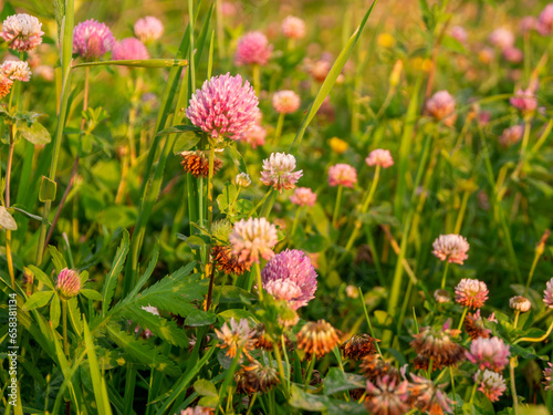 Field of blooming clover close-up © daniiD