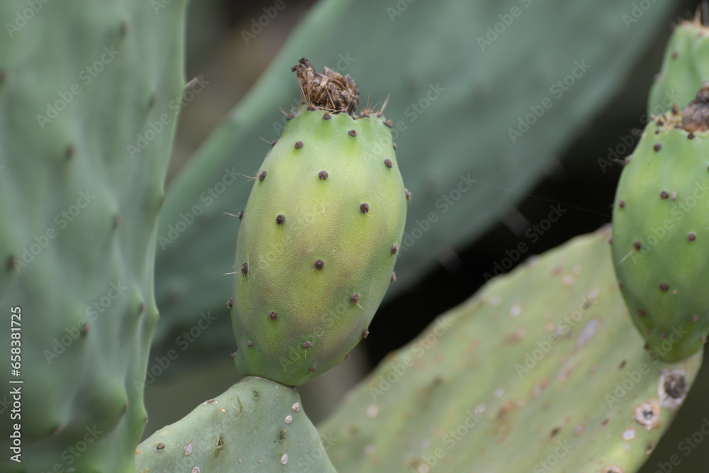 Ripe juicy edible fruits opuntia pears ready to harvest Ripe juicy edible fruits opuntia pears ready to harvest