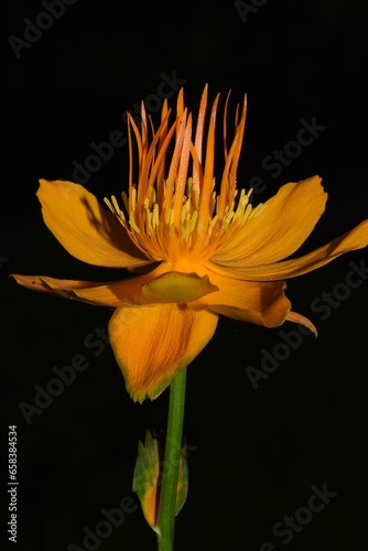 closeup of golden queen trollius flower 