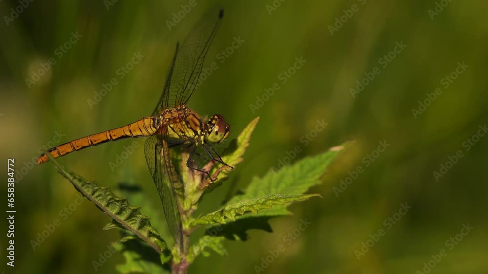 A female ruddy darter (Sympetrum sanguineum) sitting in the top of a plant A female ruddy darter (Sympetrum sanguineum) sitting in the top of a plant
