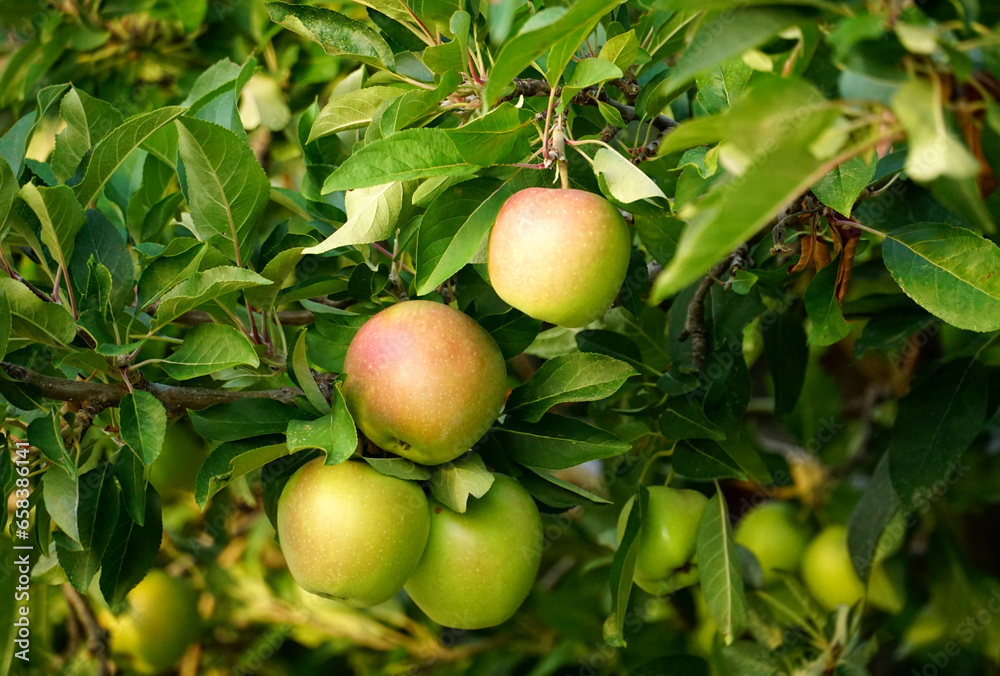 Fresh organic apples of the local variety on the branch in autumn Fresh organic apples of the local variety on the branch in autumn