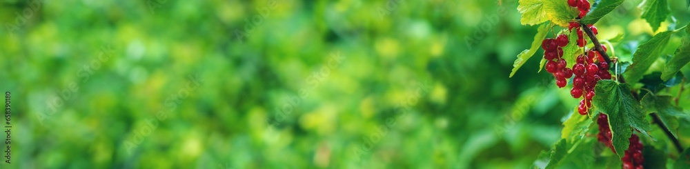 Red currants growing in the garden. Selective focus. Red currants growing in the garden. Selective focus.