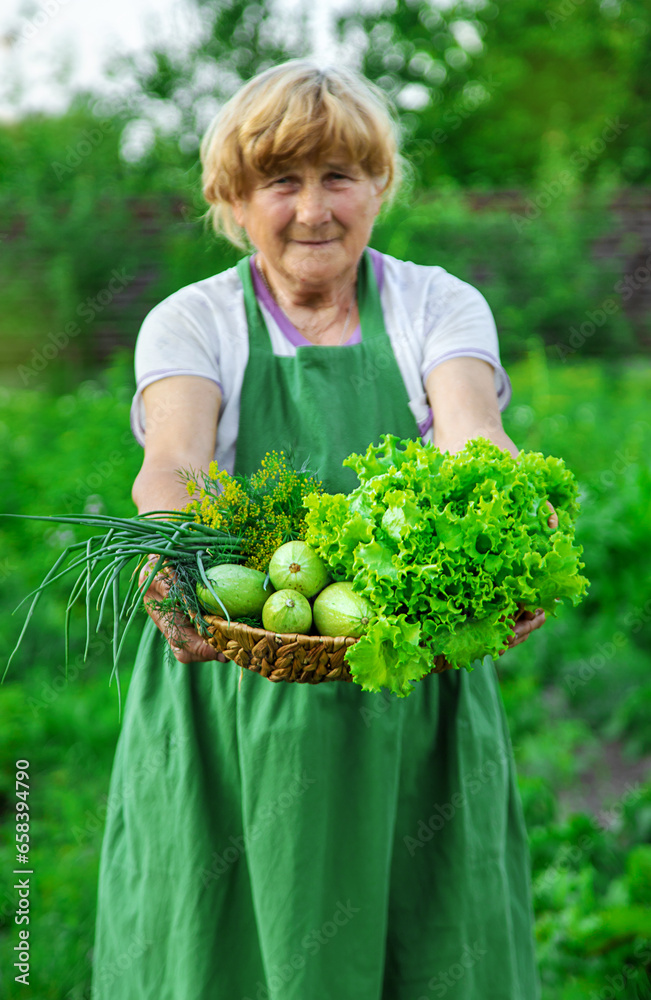 A woman farmer holds a harvest of vegetables in her hands. Selective focus. A woman farmer holds a harvest of vegetables in her hands. Selective focus.