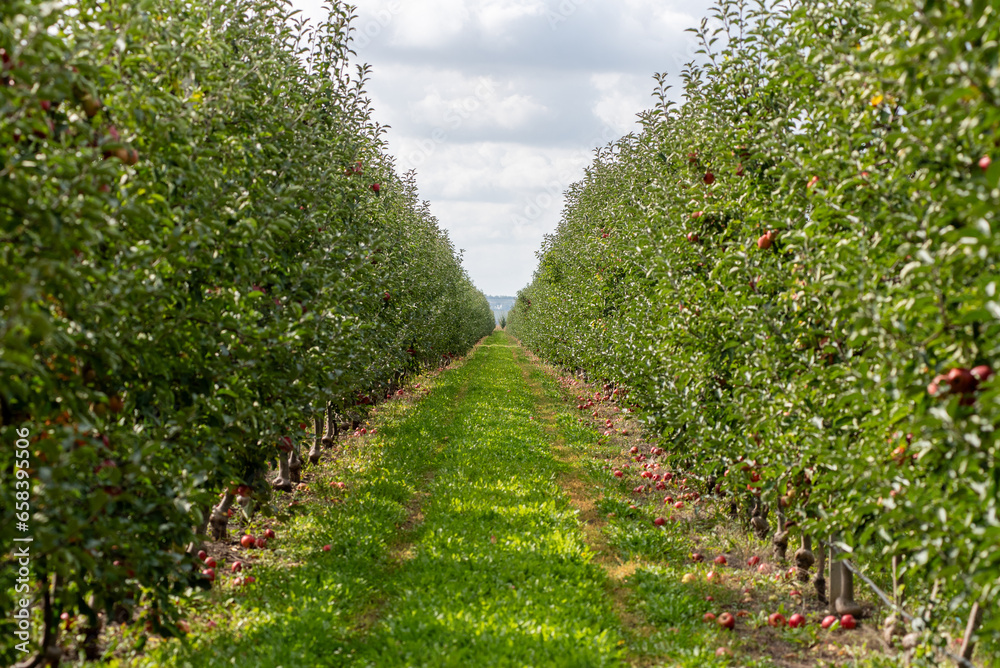 Agriculture industry. Apple trees garden