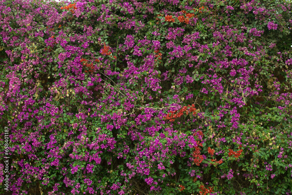 Fototapeta premium Planta de buganvilla con flores floreciendo colorido textura fondo arte decoracion imprimible