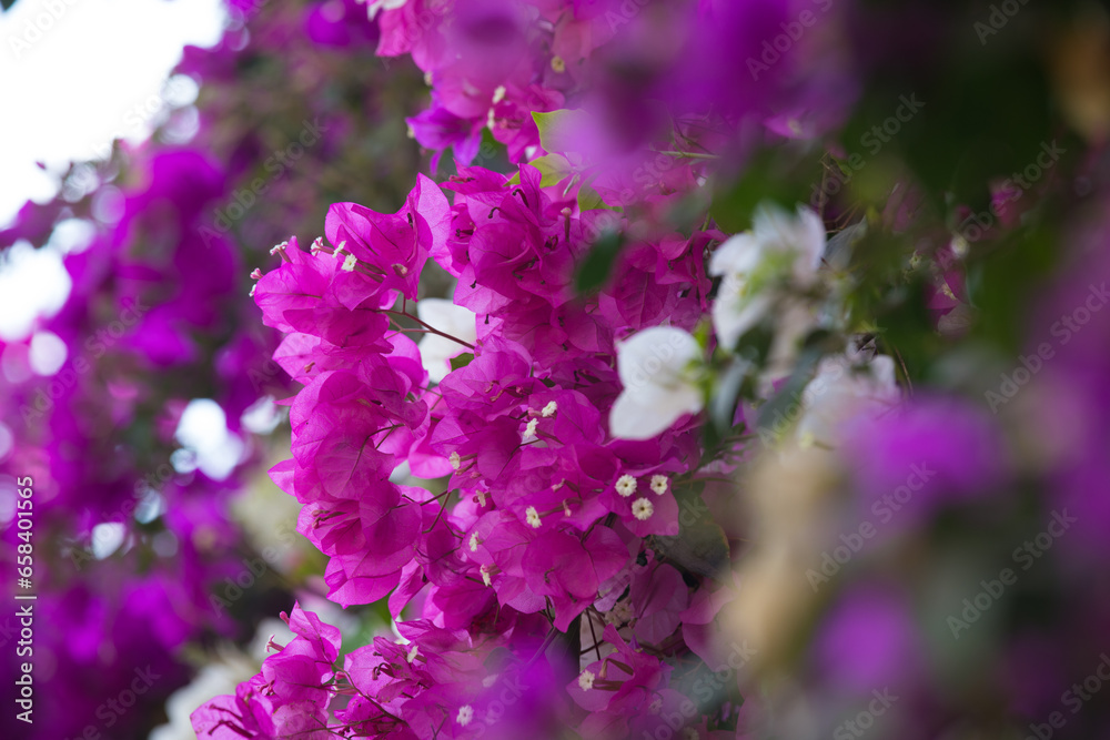 Planta de buganvilla con flores floreciendo colorido textura fondo arte decoracion imprimible