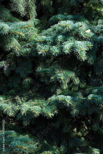 Abstract background from blue spruce branches. Selective focus.