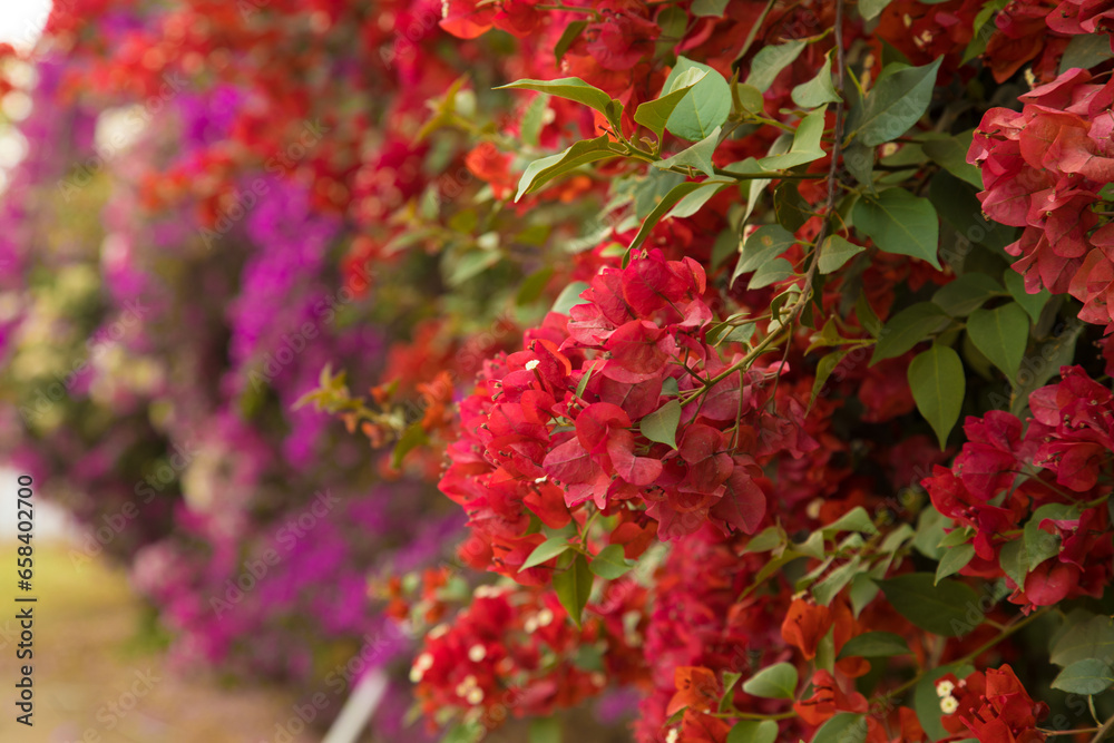Planta con flores de buganvilla colorido textura fondo colorido - obrazy, fototapety, plakaty 