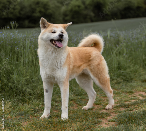 portrait d'un chien akita inu devant un champ de lin en fleur