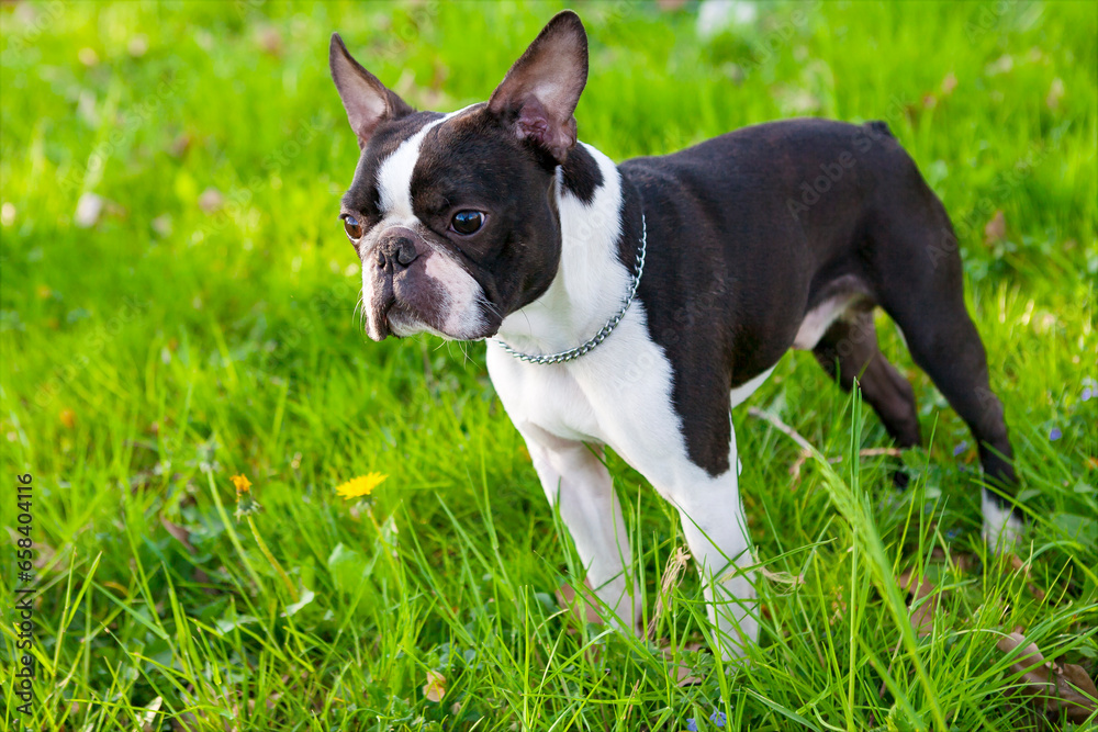 Outdoor head portrait of a purebred Boston Terrier dog in green park. Boston terrier dog male outside. 2-year-old black and white dog, young purebred Boston Terrier in a park.