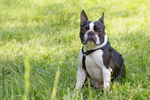 Outdoor head portrait of a 5-year-old black and white dog, young purebred Boston Terrier in a park. Boston terrier dog posing in city center park. Chien assit dans l'herbe. photo