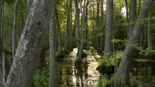Sunlight Glares Through Cypress Trees in a Swamp Bayou