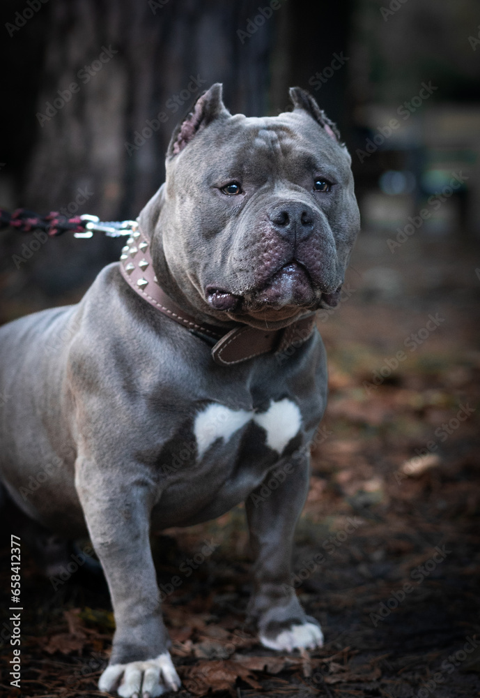 American Bully Pocket perfection American Bully Pocket perfection