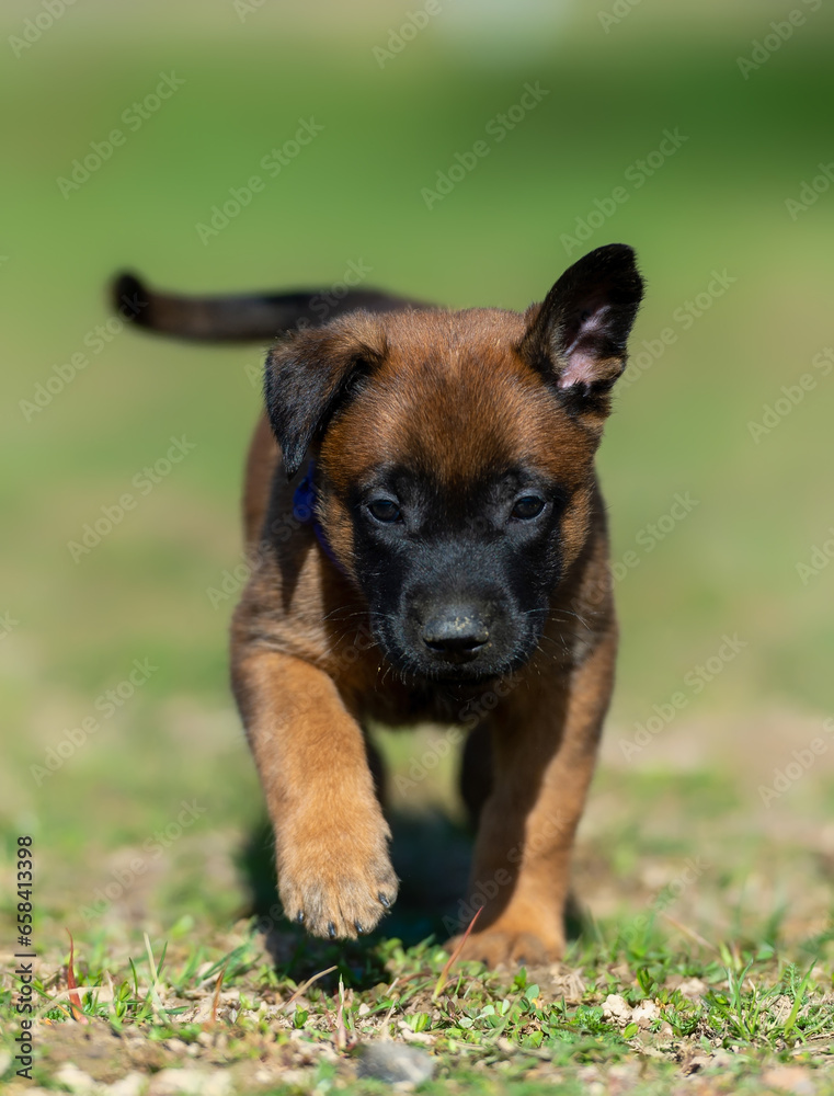 Belgian shepherd malinois puppy in violet collar Belgian shepherd malinois puppy in violet collar