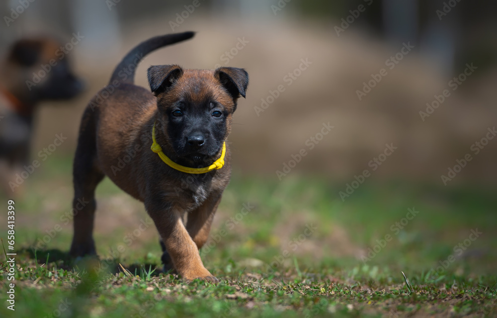 Belgian shepherd malinois puppy in yellow collar running