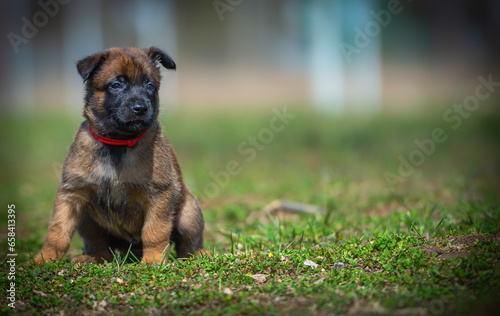 Portrait of a belgian shepherd malinois puppy in red collar