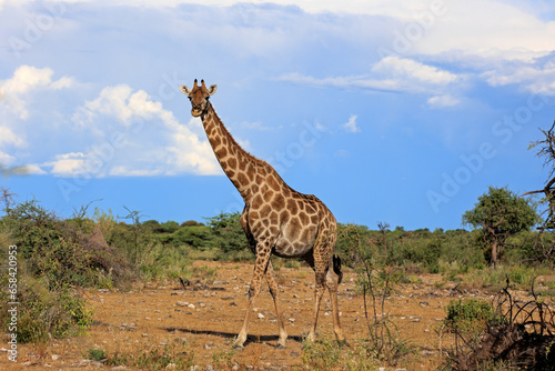 Giraffe