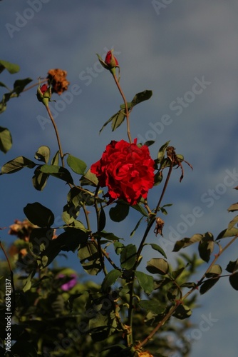 Buenos días aquí algunas de mis fotografías espero sean de su agrado 