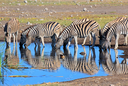 Zebraherde