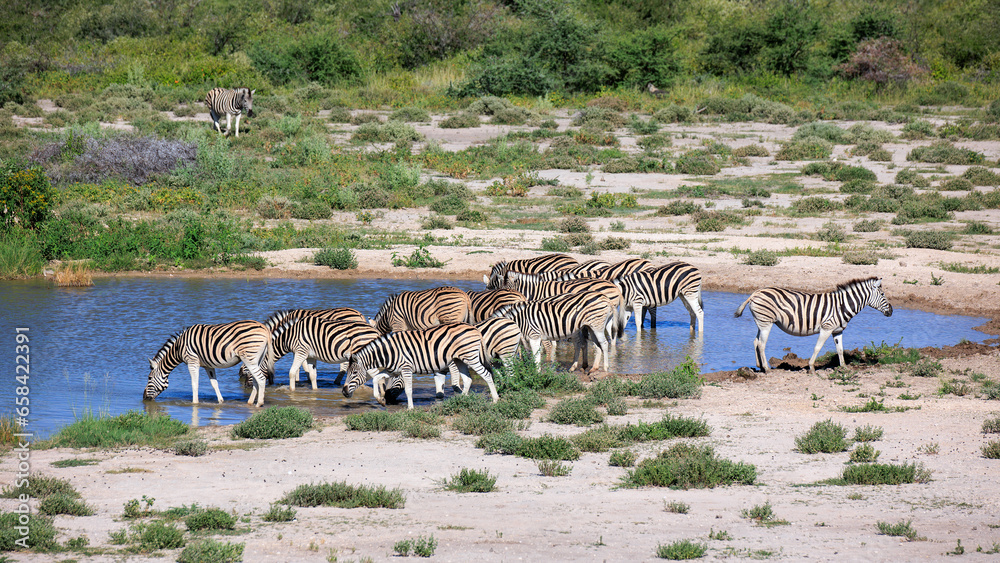 Naklejka premium Zebras