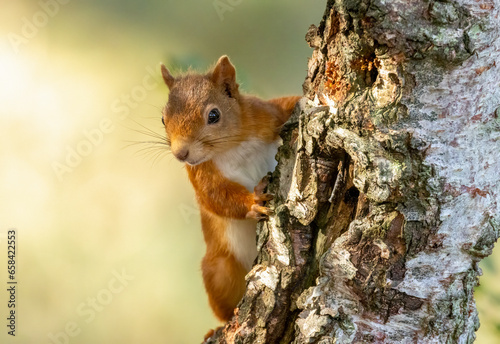 Close up portrait of an adorable little scottish red squirrel in the woodland © Sarah