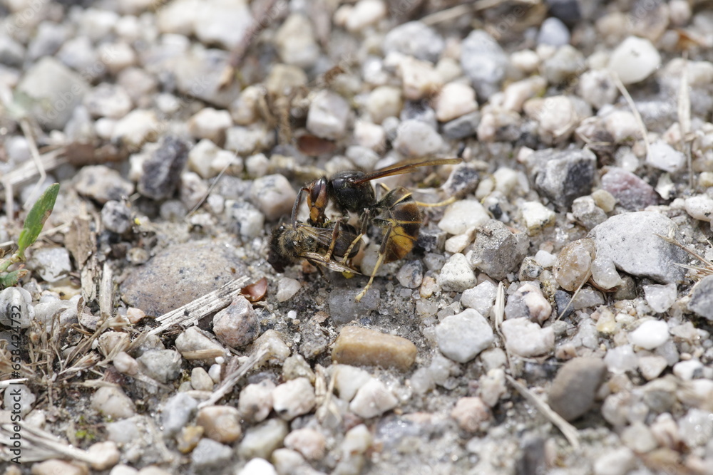 Avispa asática cazando abeja Avispa asática cazando abeja