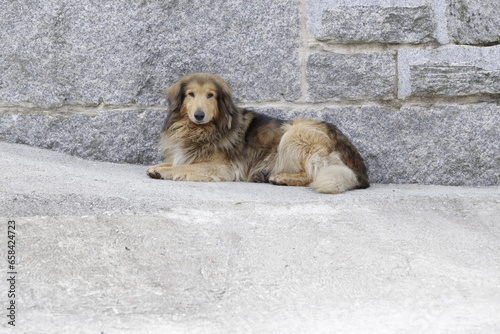 Perro