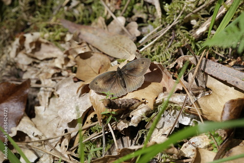 Mariposa 3