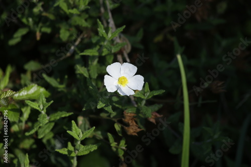 Flor blanca