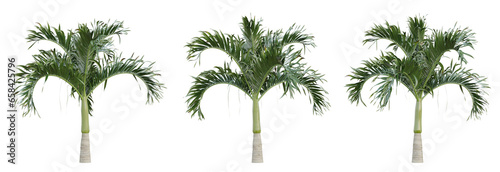Adonidia merrillii palm tree on transparent background, tropical plant, 3d render illustration.