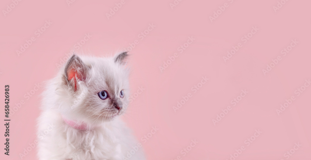 little  ragdoll kitten with blue eyes in purple collar  sitting on a pink background. Space for text.  Photo for card and calendar