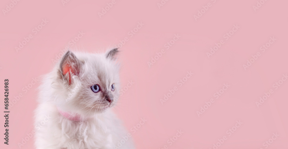 little ragdoll kitten with blue eyes in purple collar sitting on a pink background. Space for text. Photo for card and calendar little ragdoll kitten with blue eyes in purple collar sitting on a pink background. Space for text. Photo for card and calendar