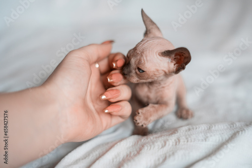 sphynx kitten blue mink white color with deep eyes sniffing and playing with woman's hand, owner in white blanket, cute domestic naked kitten in bed