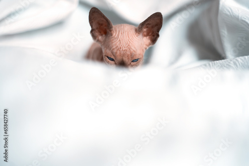 small sphynx kitten blue mink with white color with deep eyes hiding under white blanket, cute domestic hairless female kitty pet in bed