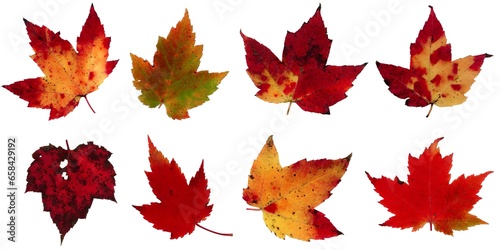Fall leaves isolated on white background - Assorted 20