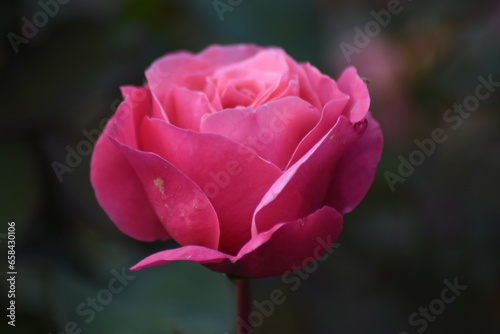 Pink rose flower in the garden