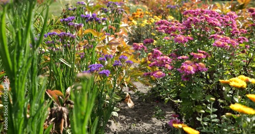 Bushes of small-flowered yellow and pink Chrysanthemums (mums or chrysanths), Limonium sinuatum (wavyleaf sea lavender, statice, sea lavender) in a flowerbed in the autumn garden. photo