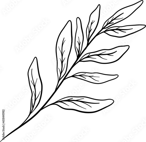 Sage Leaves Hand Drawn Isolated Vector